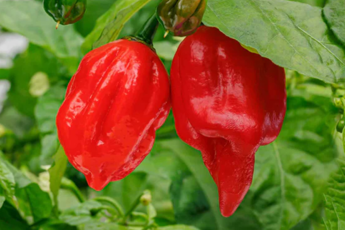 3 Starter Plants 7 Pot Red Pepper - Super Hot Chili, Extreme Heat, Edible Plant, Capsicum chinense