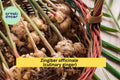 Edible Ginger Plant – Live Rooted Zingiber officinale for Culinary Use, Kitchen Spice Garden Starter, Fresh Herb for Cooking