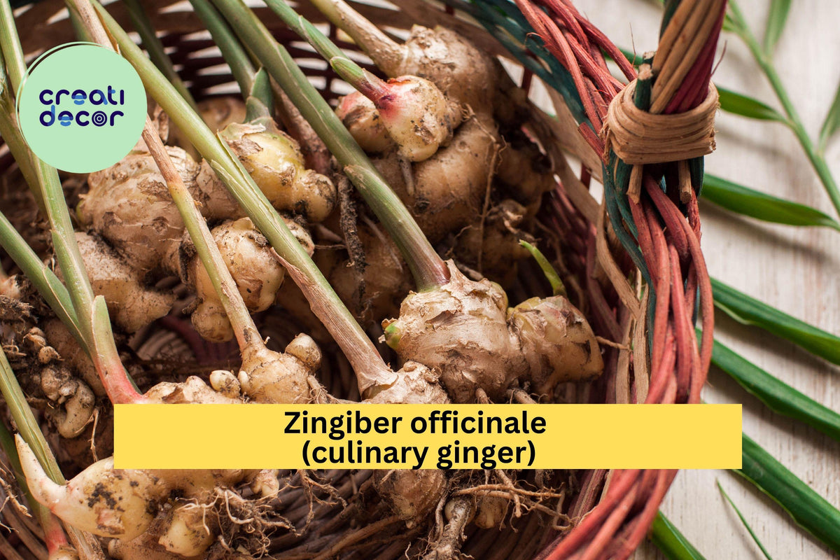 Edible Ginger Plant – Live Rooted Zingiber officinale for Culinary Use, Kitchen Spice Garden Starter, Fresh Herb for Cooking