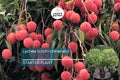 Lychee Tropical Fruit Tree - Rooted Cutting, Sweet Fragrant Fruit, Litchi chinensis, Exotic Starter Plant