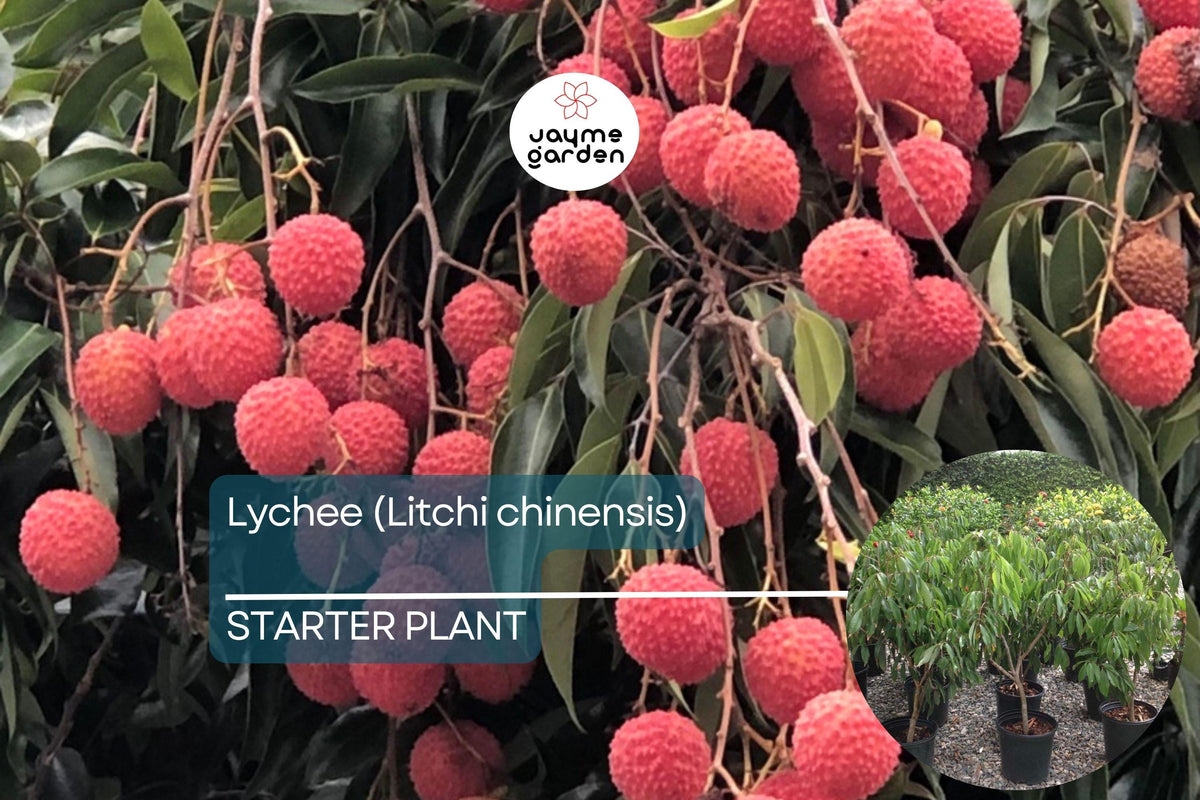Lychee Tropical Fruit Tree - Rooted Cutting, Sweet Fragrant Fruit, Litchi chinensis, Exotic Starter Plant
