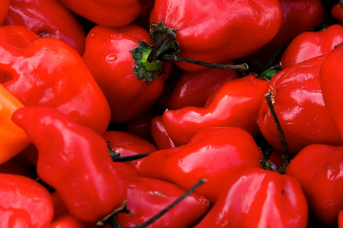 3 Caribbean Red Habanero Starter Plants - Super Hot Chili Pepper - High Yield, Fruity, Smoky Flavor - Capsicum chinense