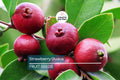 20 Strawberry Guava Seeds - Psidium Cattleianum Edible Fruit Tree, Hardy in Zones 9-11, Tropical, Fast-Growing, Red Guava, Fruit Seeds