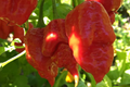 3 Apocalypse Red Scorpion Pepper Starter Plants – Super Hot Chili, Fiery Red Pods, Capsicum chinense