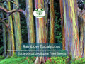 Rainbow Eucalyptus Seeds - Eucalyptus deglupta Tropical Evergreen Tree for Landscaping, Vibrant Multicolored Bark, Fast-Growing Plant