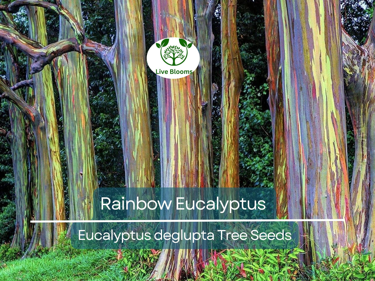 Rainbow Eucalyptus Seeds - Eucalyptus deglupta Tropical Evergreen Tree for Landscaping, Vibrant Multicolored Bark, Fast-Growing Plant