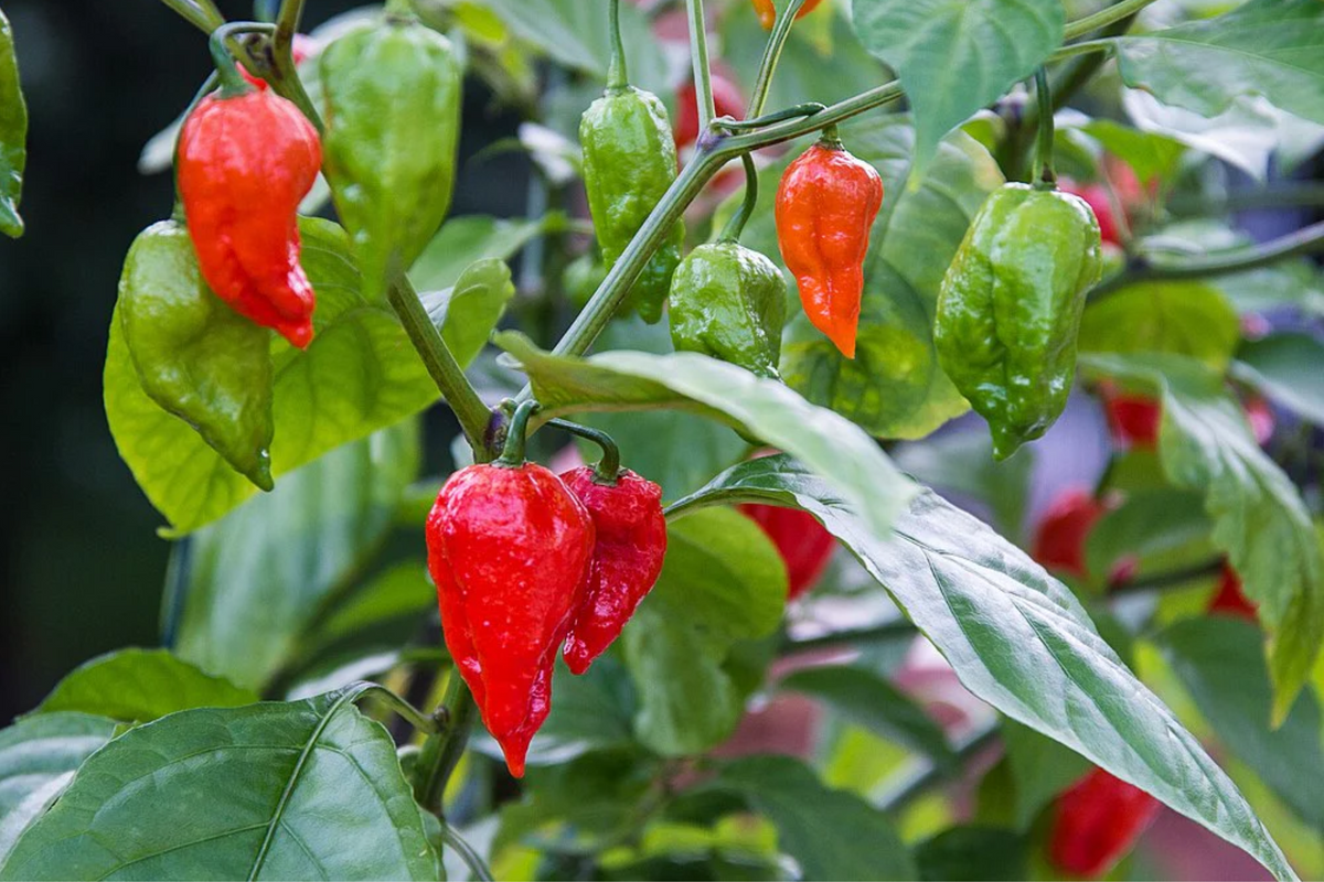 Red Ghost Pepper Starter Plants – Super Hot Chili – Bhut Jolokia – Fiery Spicy Peppers for Gardens & Containers