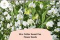 Mrs. Collier Sweet Pea Seeds | Climbing Annual Vine with Cream Blooms | Lathyrus odoratus | 50+ Seeds