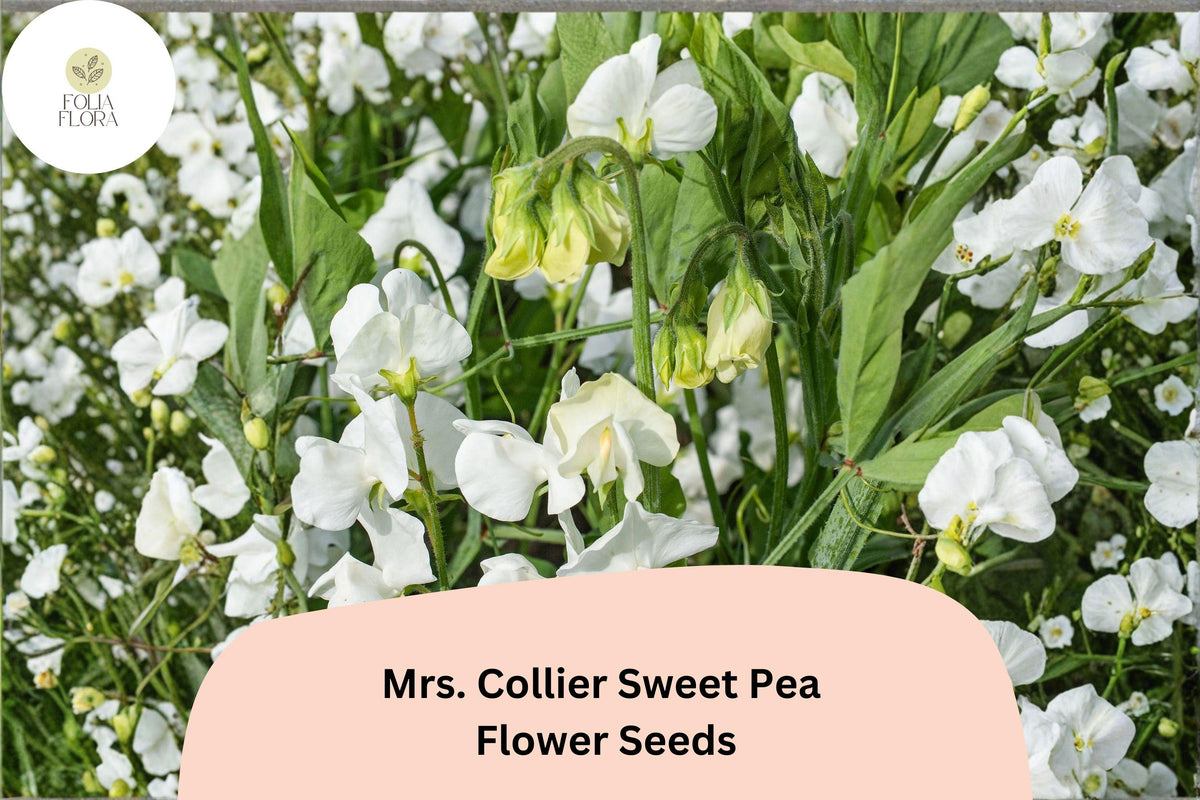Mrs. Collier Sweet Pea Seeds | Climbing Annual Vine with Cream Blooms | Lathyrus odoratus | 50+ Seeds