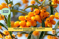 Sea Buckthorn Seeds, Hippophae rhamnoides, Hardy Berry Shrub, 20 Count, Cold Tolerant Landscape Plant