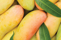 Grafted Mango Mahachanok Seedling - 3'-4' Live Fruit Tree - Sweet, Tangy, Fiber-Free Mango for Garden or Patio
