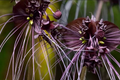 Black Bat Orchid Seeds, Tacca chantrieri, Rare Tropical Houseplant with Bat-Shaped Deep Purple Blooms, USDA Zones 10-11