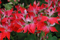 Geranium Pelargonium FIREWORKS Climbing Red Blooming Cuttings – 3 Live 6" Unrooted Perennial Flowering Plants