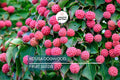 Kousa Dogwood Tree Seeds – Milky Way Variety, White Flowers, Edible Red Berries, Ornamental Flowering Tree, Cornus kousa