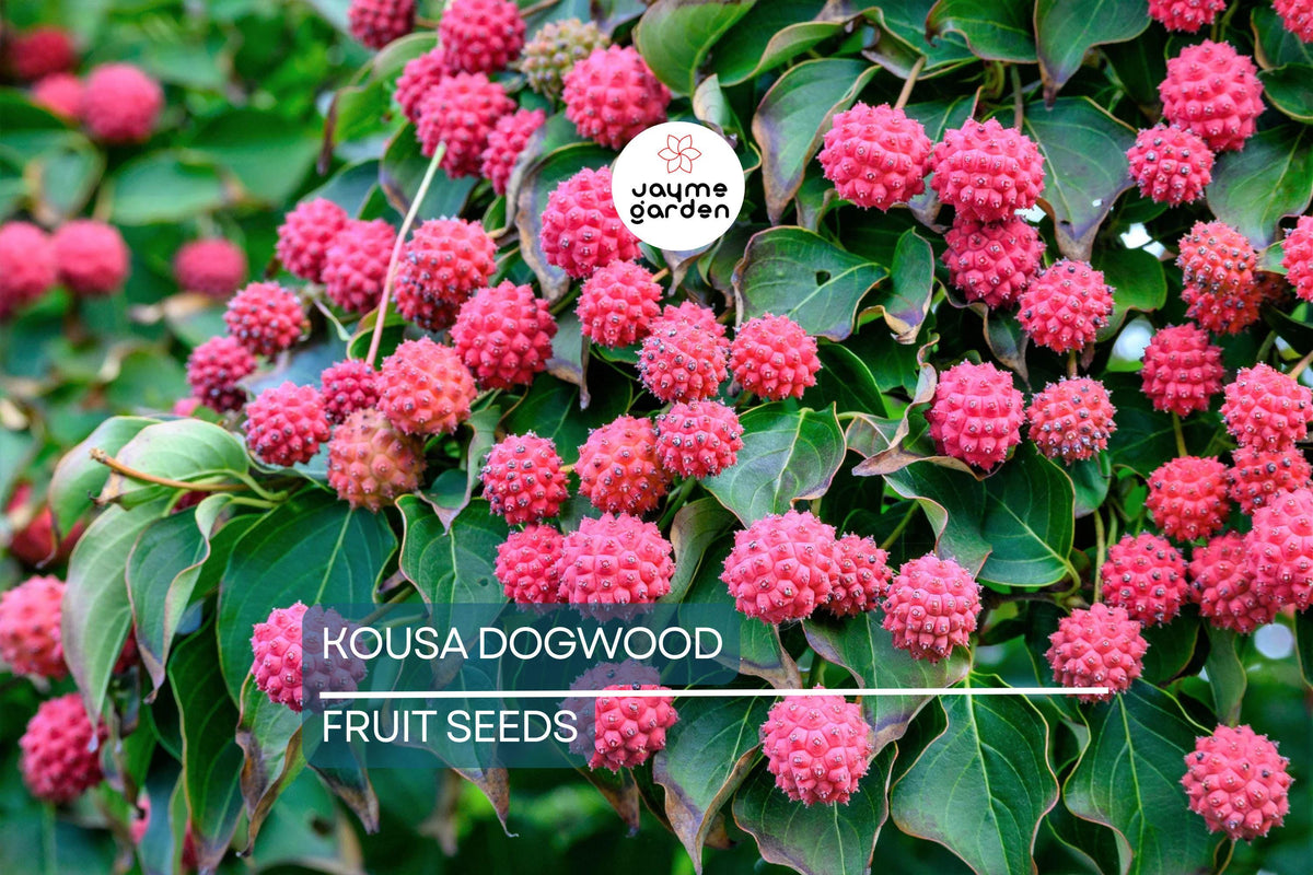 Kousa Dogwood Tree Seeds – Milky Way Variety, White Flowers, Edible Red Berries, Ornamental Flowering Tree, Cornus kousa