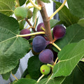 Chicago Hardy Fig Cuttings – 2 Unrooted 6-8" Ficus carica Cold Hardy Sweet Purple Figs for Northern Climates