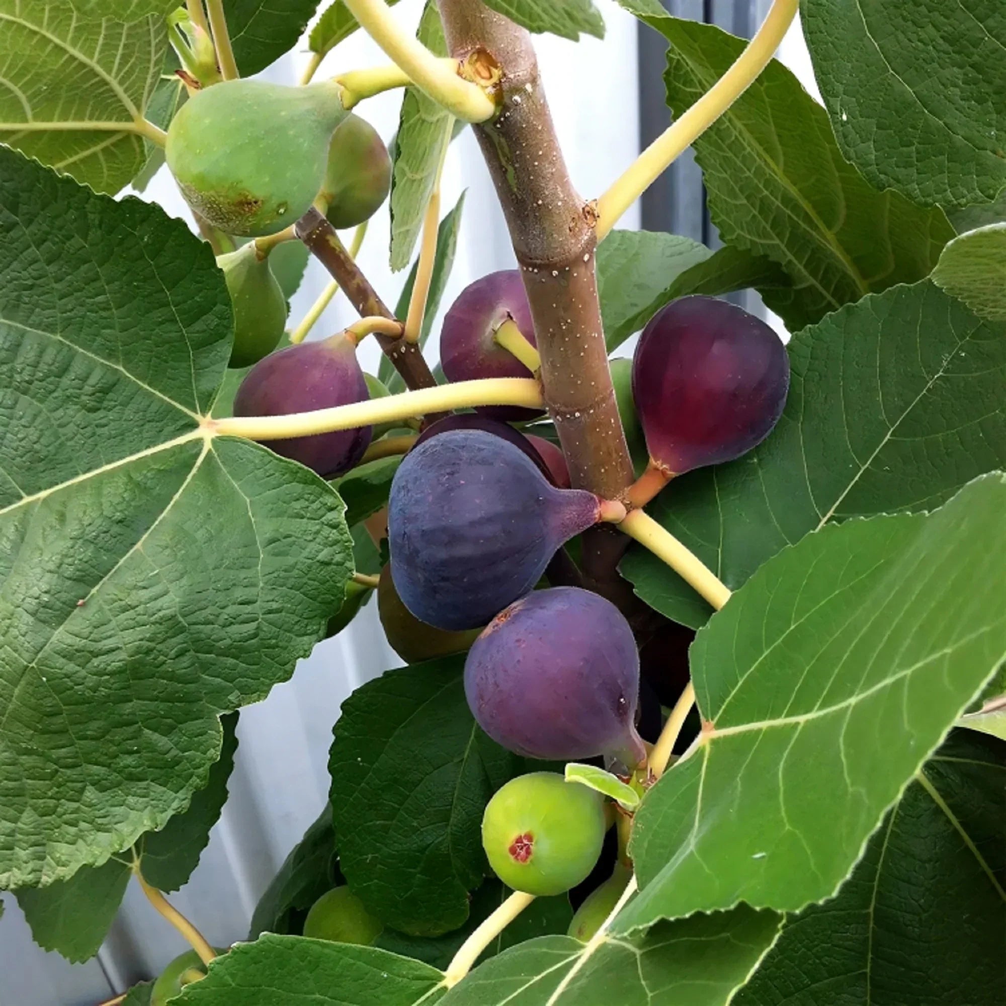Chicago Hardy Fig Cuttings – 2 Unrooted 6-8" Ficus carica Cold Hardy Sweet Purple Figs for Northern Climates