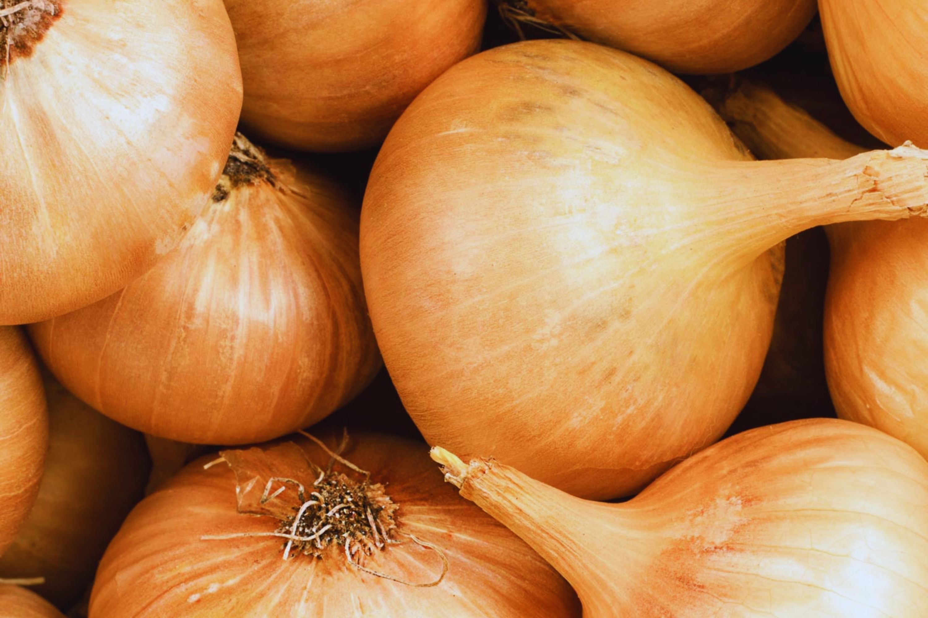 Texas Early Grano Sweet Onion Seeds | Heirloom Non-GMO Allium cepa Vegetable Seeds for Garden Planting