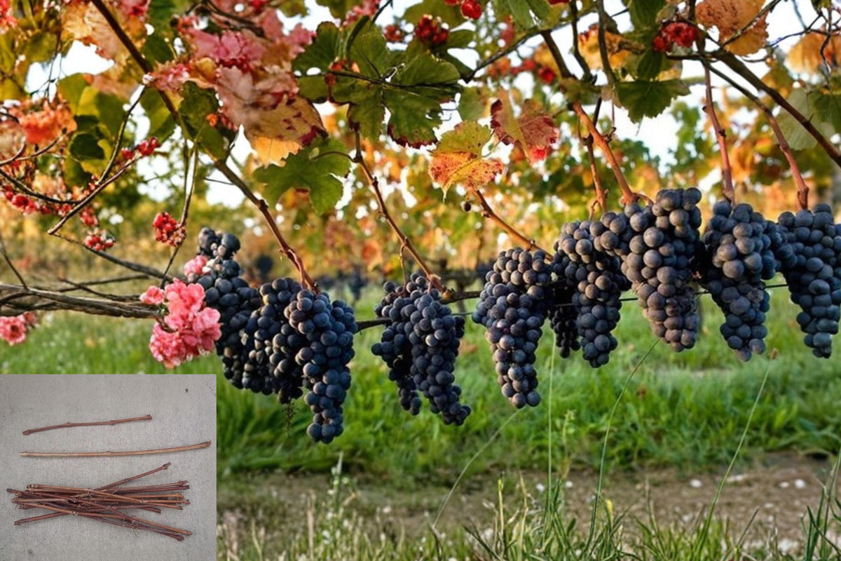 Assorted Grape Vine Cuttings 45 Unrooted Vitis spp. Climbing Plants for Vineyards & Gardens