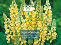Yellow Lupine Seeds, 50 Non-GMO Drought-Tolerant Annual Flowers for Pollinators, Garden Beds & Containers
