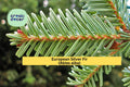 European Silver Fir Seeds – Abies alba Evergreen Conifer for Cold Climate Landscaping & Ornamental Trees