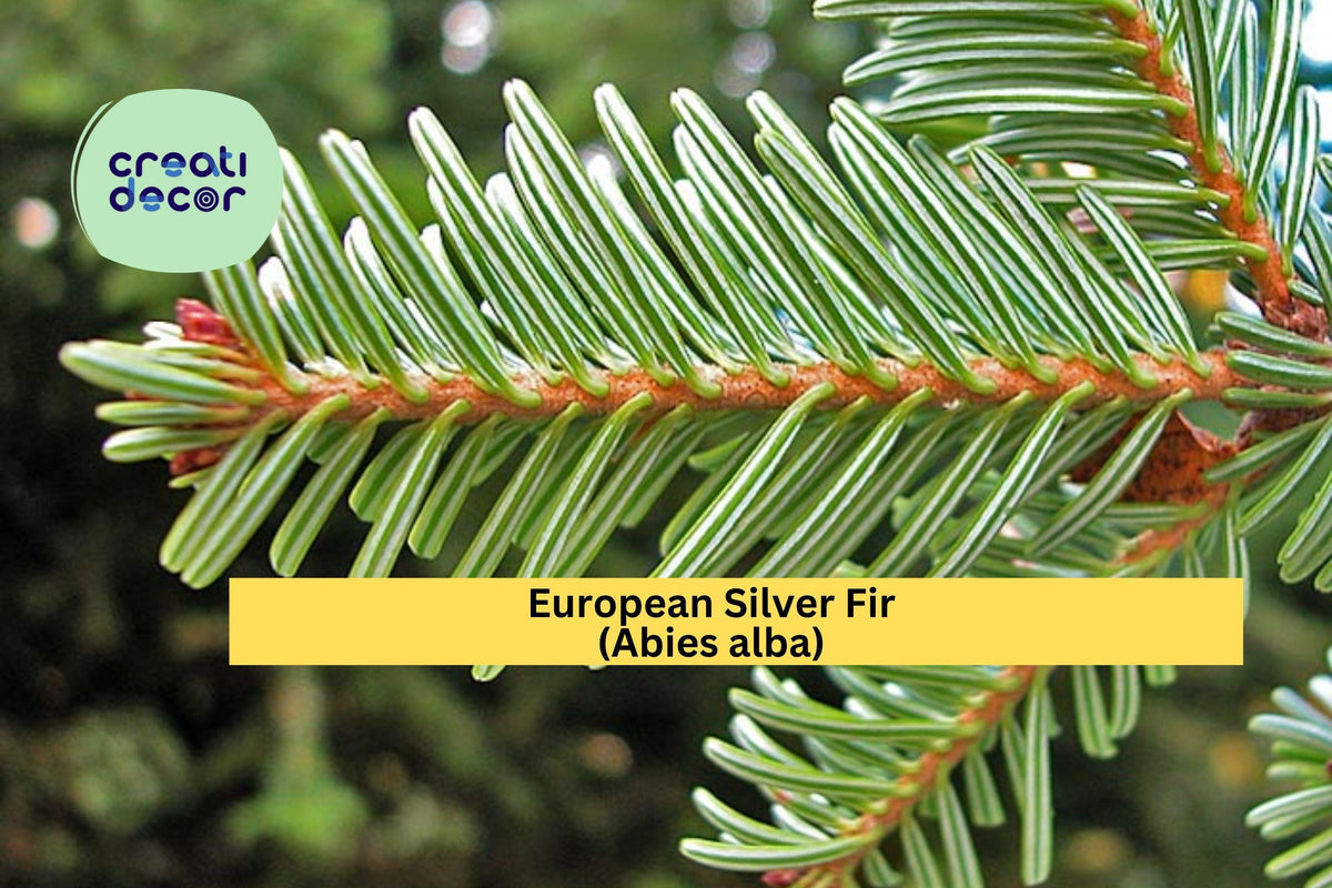 European Silver Fir Seeds – Abies alba Evergreen Conifer for Cold Climate Landscaping & Ornamental Trees
