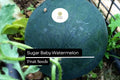 25 Seeds Sugar Baby Watermelon (Citrullus lanatus) – Compact Heirloom Icebox Fruit for Home Gardens
