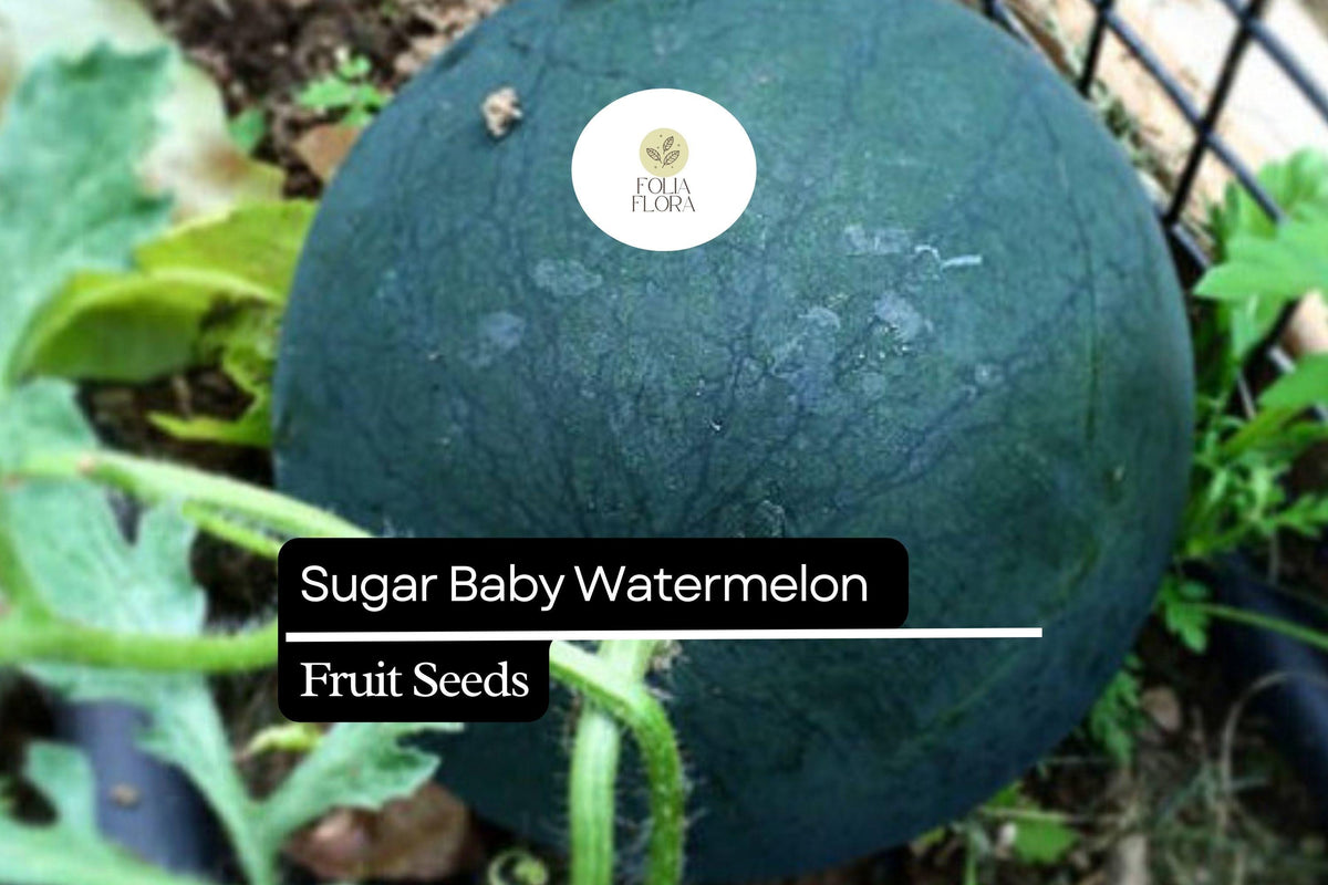 25 Seeds Sugar Baby Watermelon (Citrullus lanatus) – Compact Heirloom Icebox Fruit for Home Gardens
