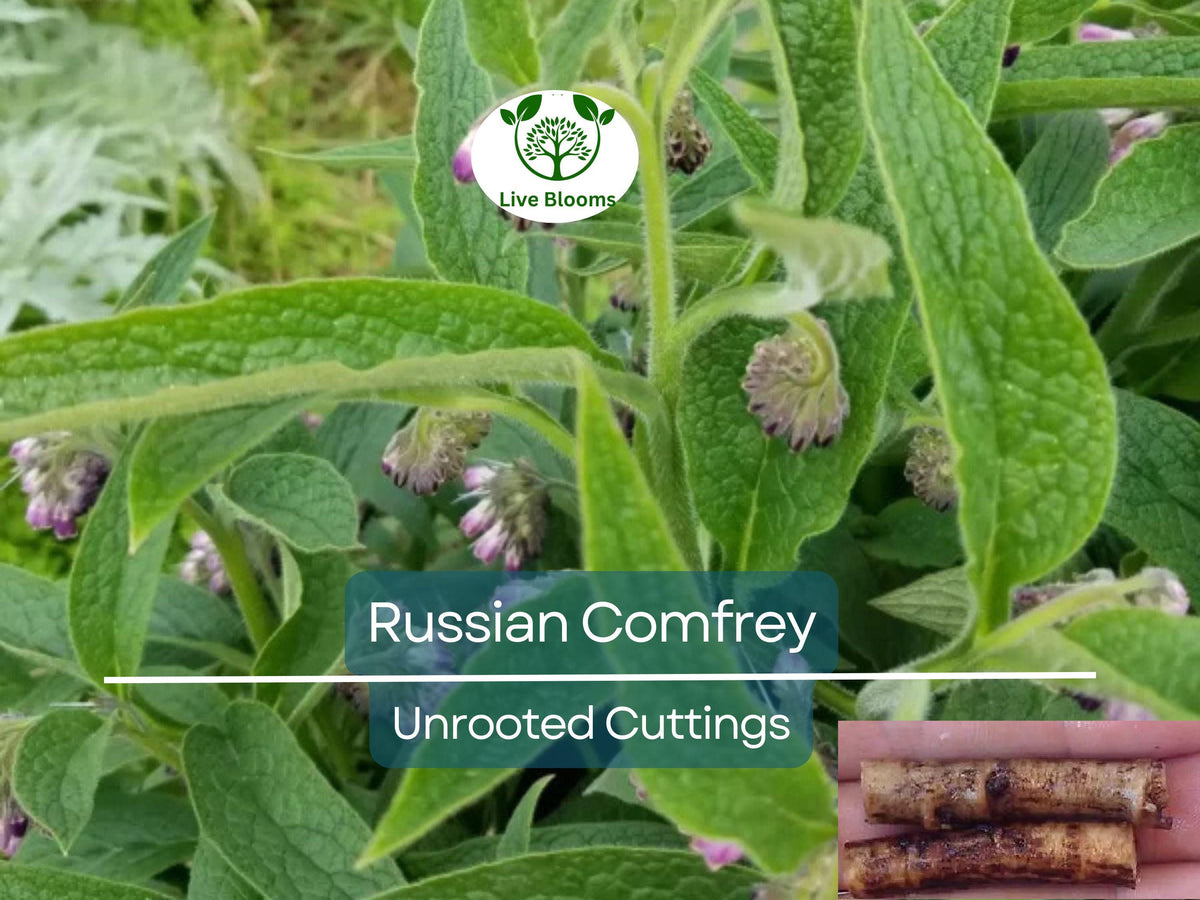 Russian Comfrey Unrooted Cuttings – Bocking 14 Cultivar, Symphytum x uplandicum, Organic Fertilizer, Easy to Grow Herb for Permaculture