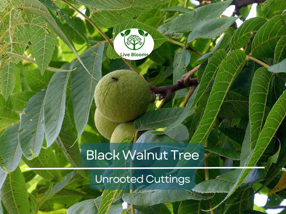 Black Walnut Tree Unrooted Cuttings – Juglans nigra, Edible Nut, Wildlife-Friendly, Propagation, Grafting, Hardy Tree, Fast Growing