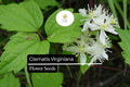 Clematis virginiana Virgin's Bower Seeds – Fragrant White Climbing Flowering Vine for Trellises & Fences, Pollinator Attractant, Native North American Plant