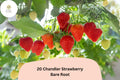 20 Chandler Strawberry Plants | Live Bare Root Fragaria × ananassa June Bearing Fruit Plants for Garden, Bed, or Container