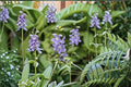 Tall Bellflower Seeds – Native Blue Wildflower for Pollinator Gardens – Campanula americana, Attracts Bees & Hummingbirds