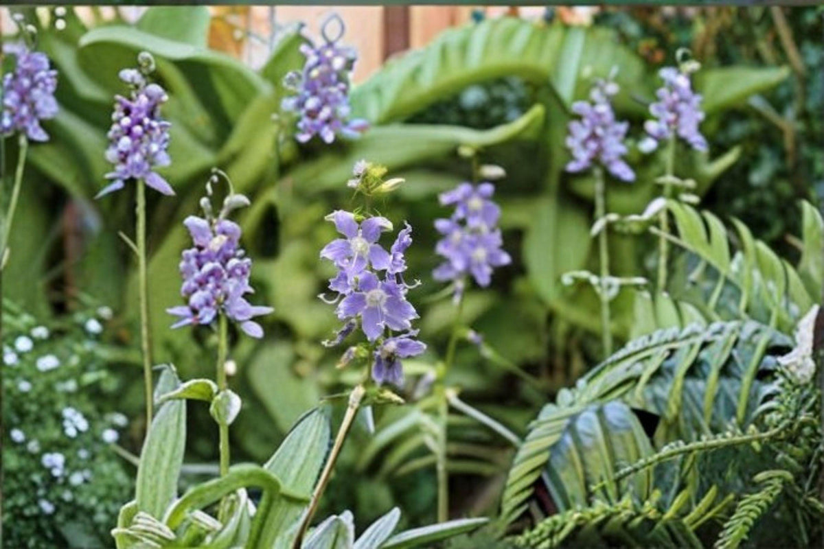 Tall Bellflower Seeds – Native Blue Wildflower for Pollinator Gardens – Campanula americana, Attracts Bees & Hummingbirds