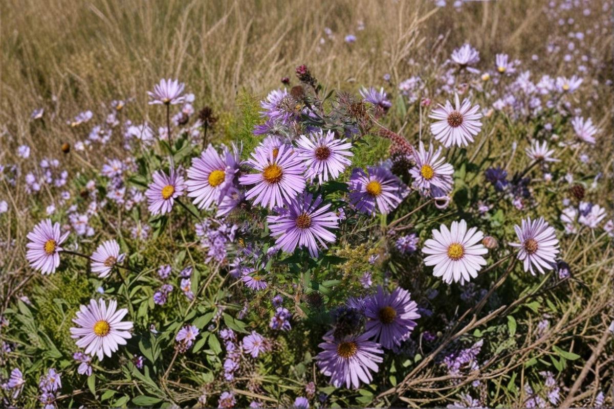 Symphyotrichum oolentangiense Sky Blue Aster Seeds – Native Wildflower for Pollinator Gardens, Drought Tolerant, 100 Seeds