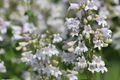 50 Seeds Penstemon Angustifolius - Narrowleaf Beardtongue Seeds for Pollinator Gardens, Native Perennial, Blue Wildflower