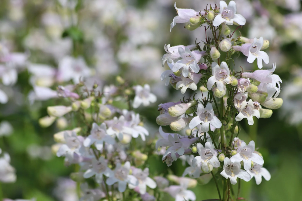 50 Seeds Penstemon Angustifolius - Narrowleaf Beardtongue Seeds for Pollinator Gardens, Native Perennial, Blue Wildflower