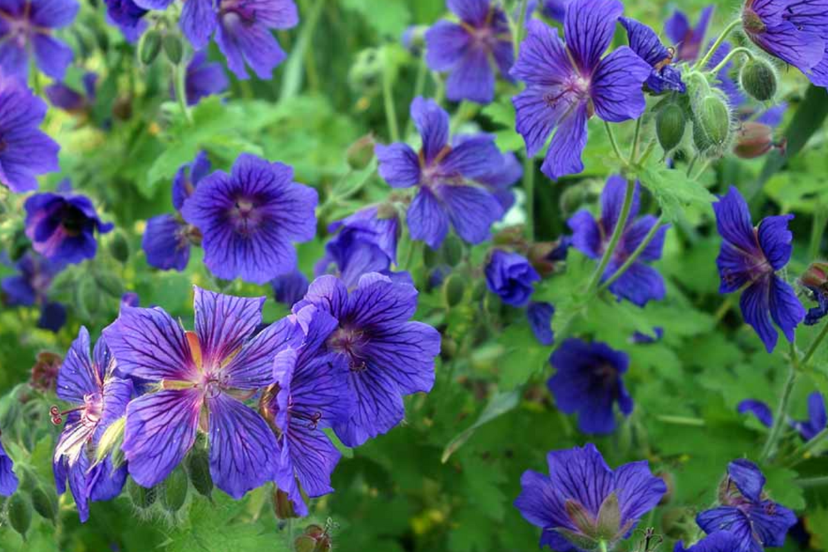 Ivy Geranium Cuttings 8-Pack in 4 Vibrant Colors for Rooting, Pelargonium peltatum, Hanging Basket & Garden Plant