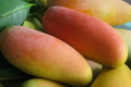 Mango Mahachanok Starter Plant Seedling - 12-24 Inch Live Fruit Tree - Sweet, Tangy, Fiber-Free Mangoes - Tropical Garden or Landscape