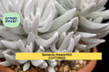 Succulent Cutting 4" Senecio haworthii Cocoon Plant Fuzzy White Leaves Rare Snowy Succulent