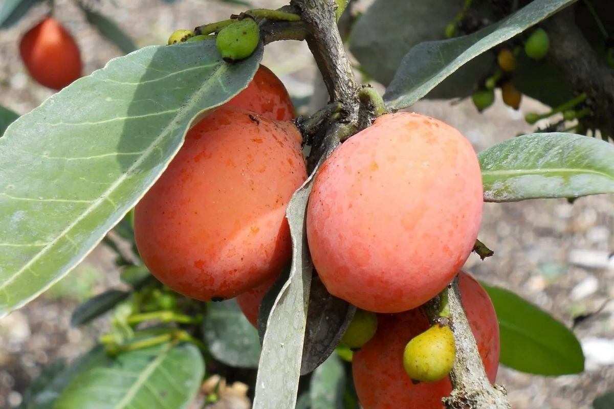 Yellow Mangosteen Starter Plant Seedling - Garcinia xanthochymus Live Fruit Tree, Tropical, Sweet & Tangy, 12-24 Inches