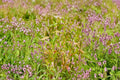 Pinkweed Wildflower Seeds – Native Persicaria pensylvanica for Pollinator Gardens, Moist Soils, Naturalized Areas (15 Seeds)