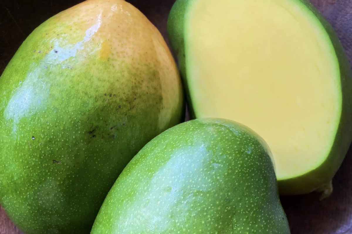 Grafted Mango Keitt Starter Plant Seedling - 3-4 Ft Live Tropical Fruit Tree for Garden or Container - Sweet, Flavorful Mangifera indica