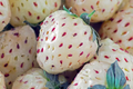 Organic Pineberry Starter Plants – 6 Bare Root White Strawberries with Pineapple Flavor, Everbearing, Fragaria × ananassa
