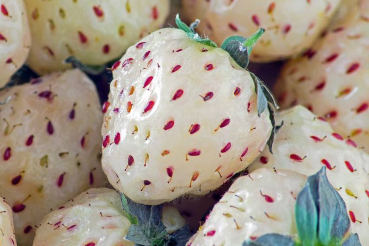 Organic Pineberry Starter Plants – 6 Bare Root White Strawberries with Pineapple Flavor, Everbearing, Fragaria × ananassa