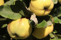 Aromatic Quince Hardwood Cuttings - Cydonia oblonga 'Aromatnaya' - Pineapple Flavor, Self-Fertile, Disease-Resistant, Cooking & Jam