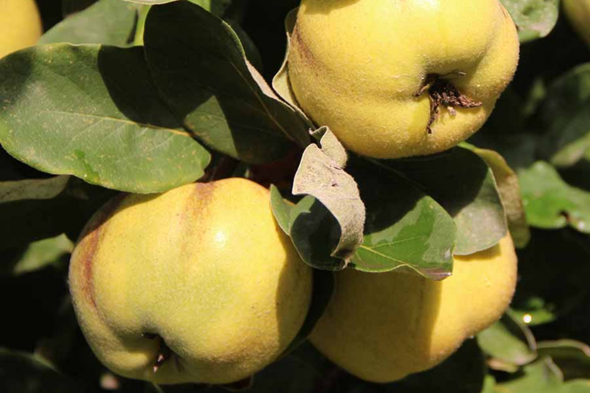 Aromatic Quince Hardwood Cuttings - Cydonia oblonga 'Aromatnaya' - Pineapple Flavor, Self-Fertile, Disease-Resistant, Cooking & Jam