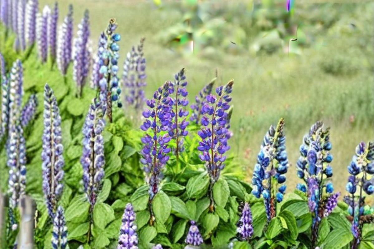 Perennial Blue Lupine Seeds 500mg | Native Wildflower for Pollinator Gardens & Borders | Lupinus perennis