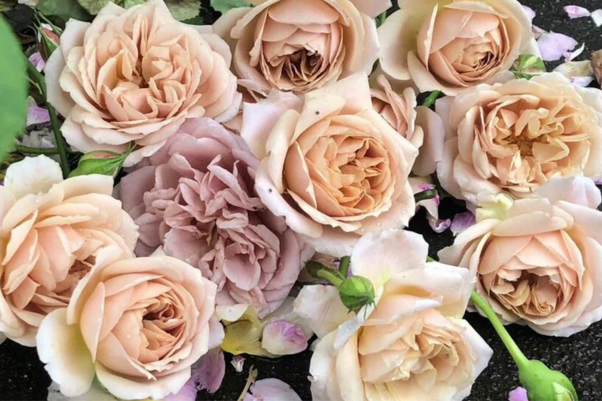 Super Rare Tantau Highgarden Rose Cuttings | 3 Unrooted Grafting or Rooting Live Heirloom Fragrant Garden Plant