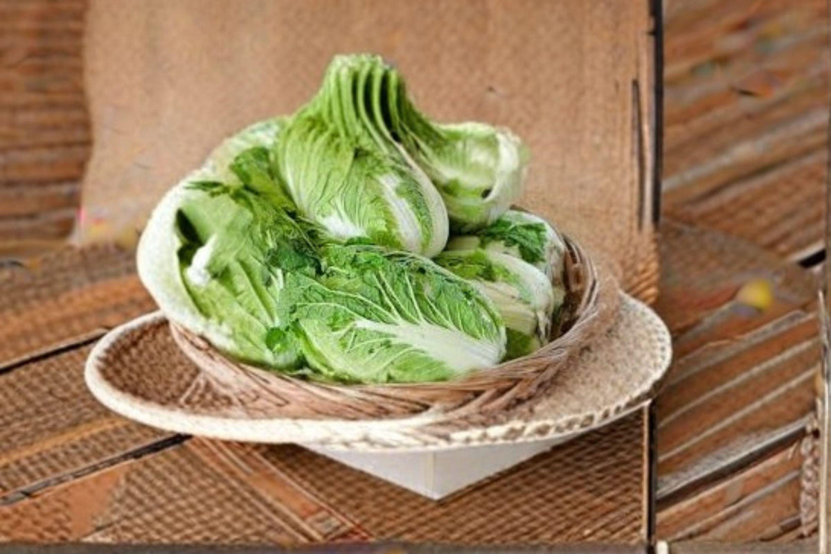 Chinese Cabbage Matsushima Seeds – Napa-Type Brassica rapa pekinensis for Crisp, Mild Flavor, Uniform Heads, Cool-Season Growing
